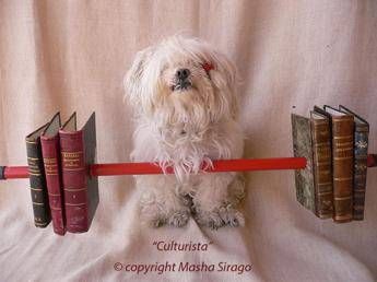 Una cagnolina maltese 'viaggia' fra musica e cultura Una cagnolina maltese 'viaggia' fra musica e cultura